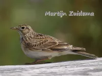 Leeuweriken [Alaudidae]